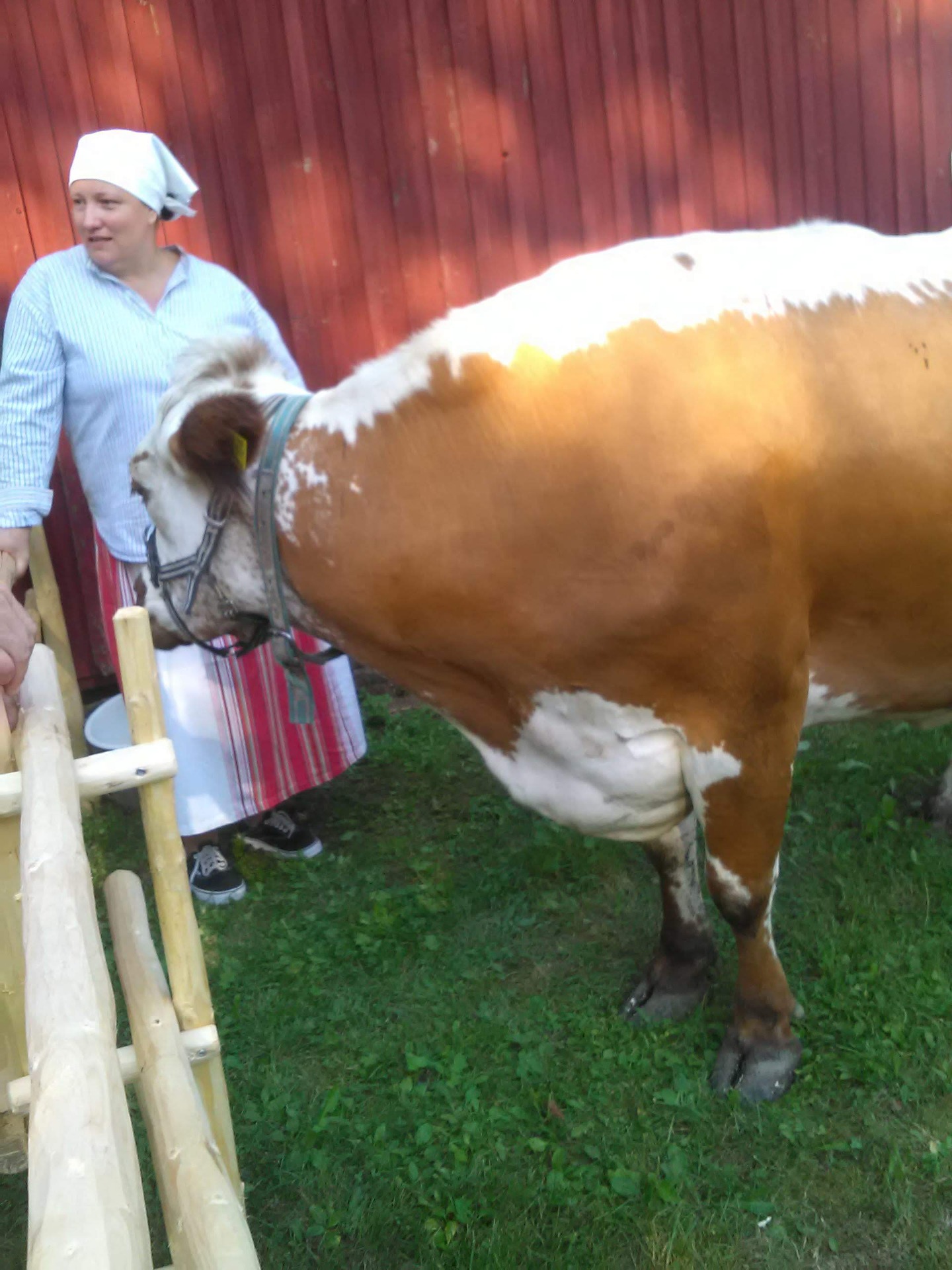 Minä käsinlypsynäytöksessä lehmäni Juhlikin kanssa.